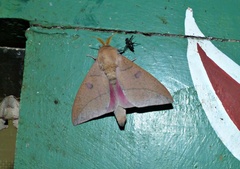 Adeloneivaia subangulata