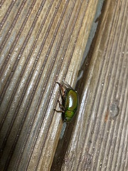 Anoplognathus smaragdinus