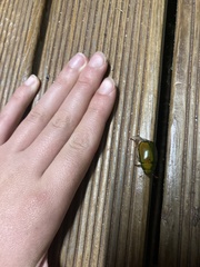 Anoplognathus smaragdinus