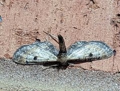 Tornos scolopacinaria