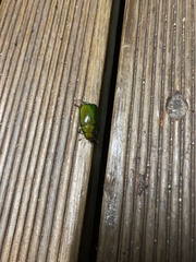 Anoplognathus smaragdinus