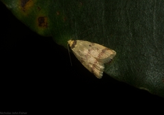 Heteroteucha anthodora