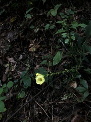 Aureolaria virginica