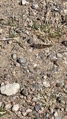 Trimerotropis pallidipennis