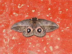 Automeris basalis