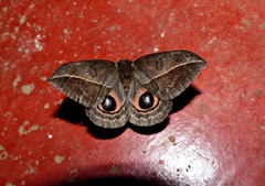 Automeris basalis