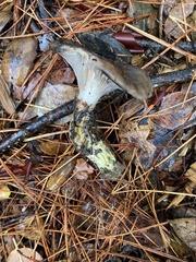 Gomphidius oregonensis