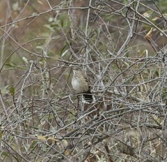 Cercotrichas leucophrys