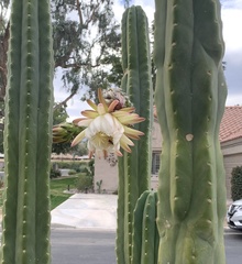 Trichocereus macrogonus