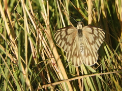 Tatochila