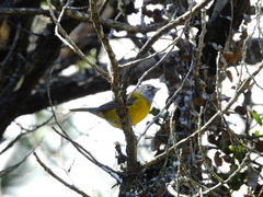 Phrygilus patagonicus