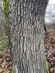 Quercus garryana
