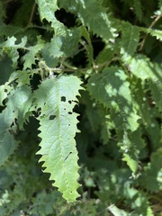 Urtica ferox