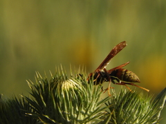 Polistes buyssoni