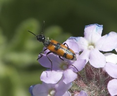 Eupompha