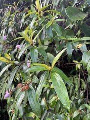 Melastoma septemnervium