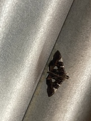 Glyphodes margaritaria