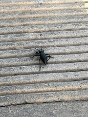 Coelocnemis dilaticollis