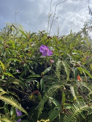 Melastoma septemnervium