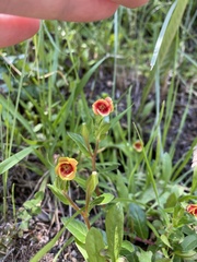 Oenothera epilobiifolia