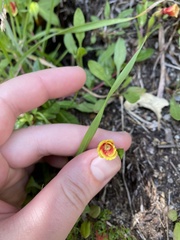 Oenothera epilobiifolia