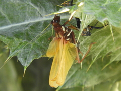Scaphura elegans