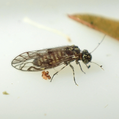 Elipsocidae