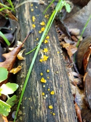 Dacrymyces