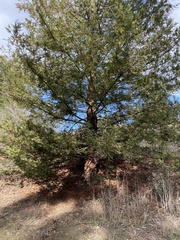 Pinales