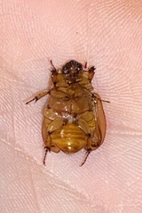 Cyclocephala signaticollis