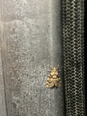 Miltochrista quadrilineata