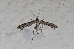 Singularia alternaria