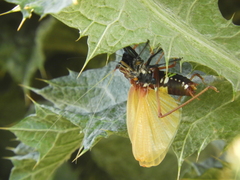 Scaphura elegans