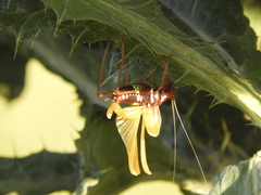 Scaphura elegans