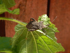 Camptischium