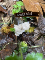 Marasmius calhouniae