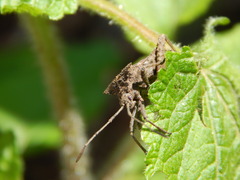 Camptischium