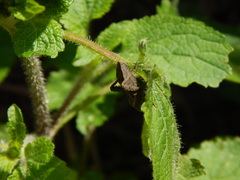 Camptischium