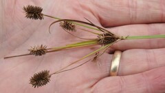 Cyperus retrorsus