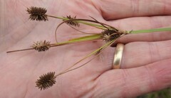 Cyperus retrorsus