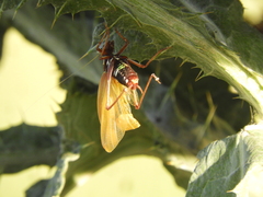 Scaphura elegans