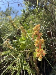 Echeveria quitensis
