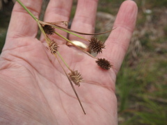Cyperus retrorsus