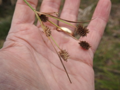 Cyperus retrorsus