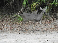 Odocoileus virginianus venatorius