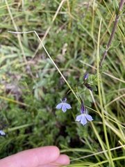 Lobelia tenera