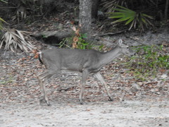 Odocoileus virginianus venatorius