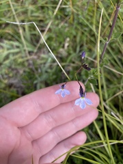 Lobelia tenera