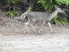 Odocoileus virginianus venatorius
