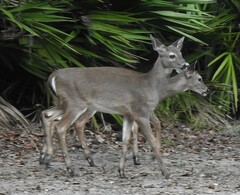 Odocoileus virginianus venatorius